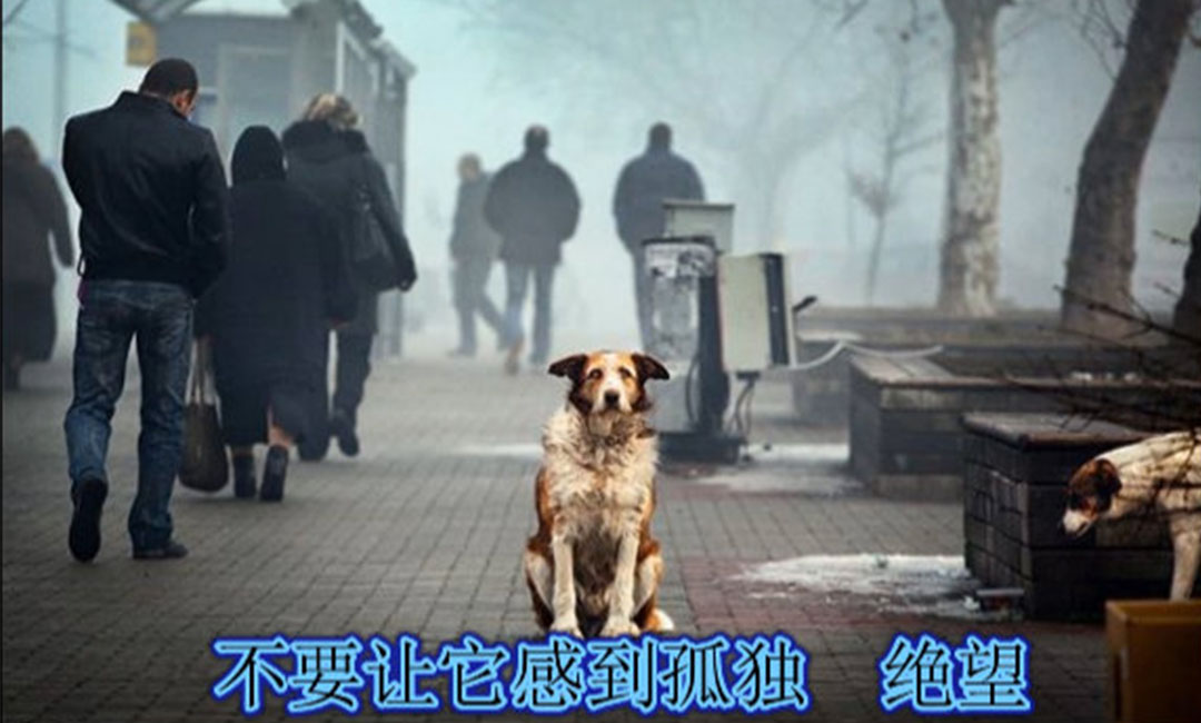 平谷平谷爱影圈微博微信转发案例